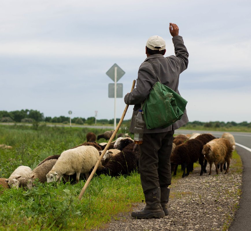 На севере Астраханской области убили пастуха