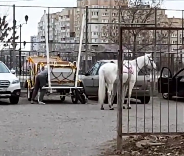 В Астрахани на штрафстоянку отправили лошадь с каретой