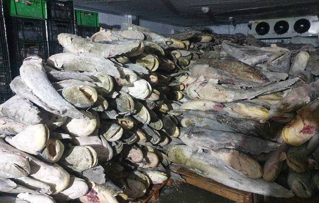16 тонн краснокнижной рыбы изъяли в Астраханской области