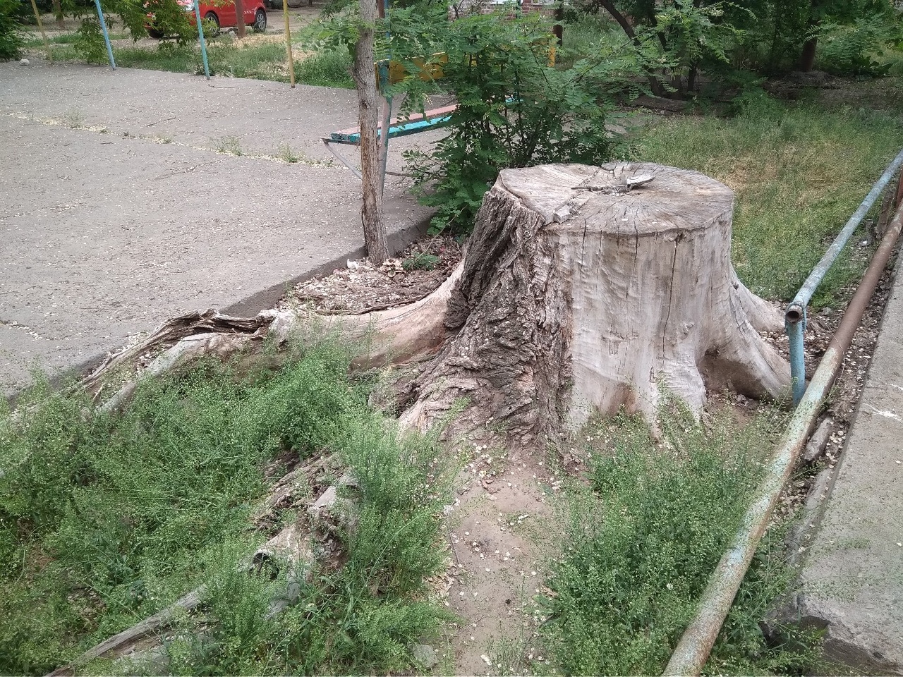 В одном из астраханских дворов спилили здоровые деревья (видео)