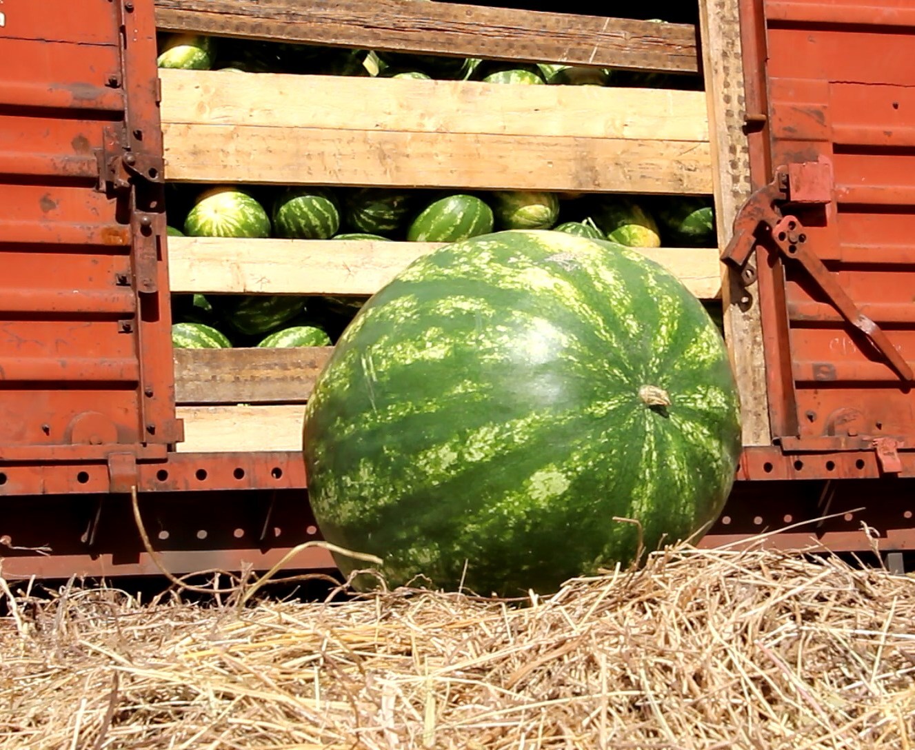 РЖД делает скидку на овощеперевозки для астраханских  сельхозпроизводителей