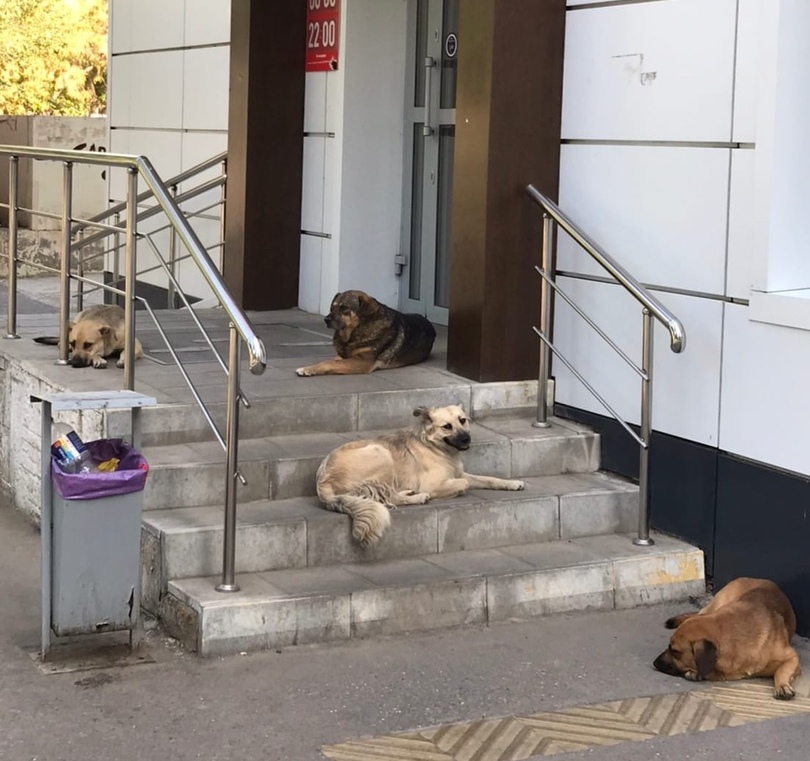 В Астрахани появится ещё один приют для бездомных животных