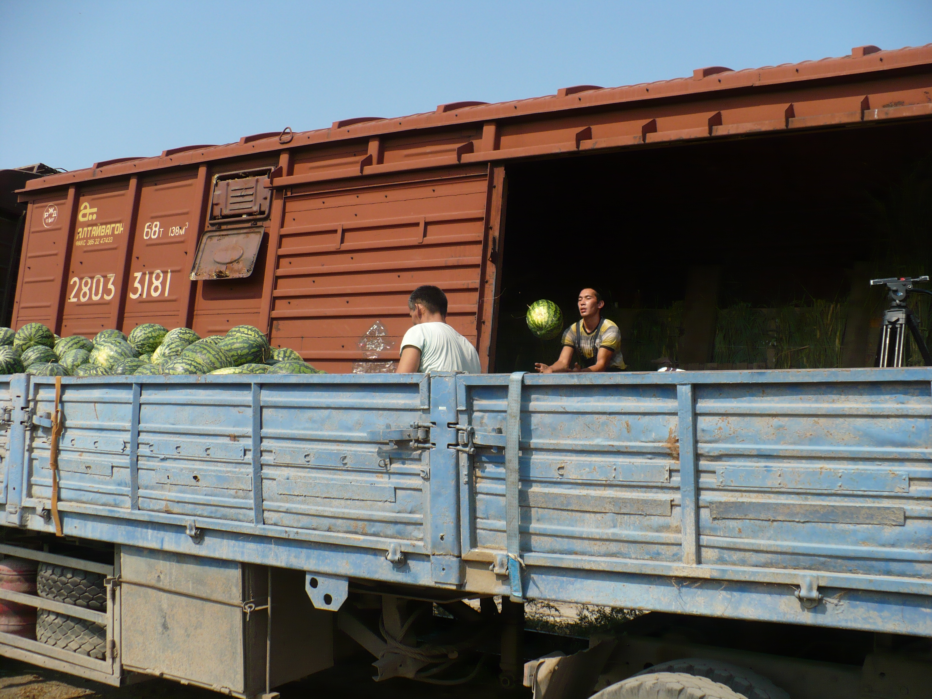 553 тонны арбузов отправились с астраханских жд-станций в разные точки России