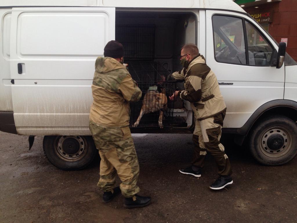 В Астрахани отлавливают бездомных собак