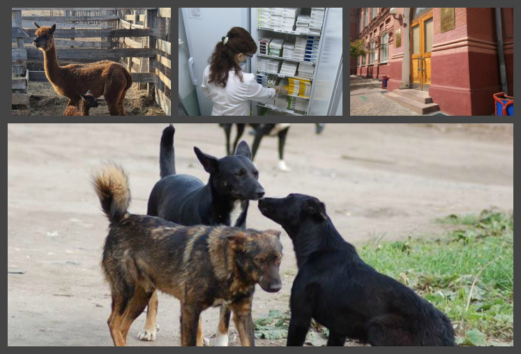 Бездомные собаки, поставки инсулина, бомба в администрации: минувшая неделя в свете «Прожектора»