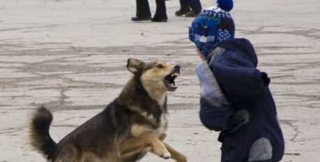 Астраханцы создали петицию и просят разрешить усыпление бродячих собак