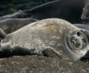 На берег Каспийского моря выбросило около 700 мертвых тюленей