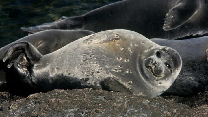 На берег Каспийского моря выбросило около 700 мертвых тюленей