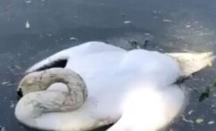 Пух и перья спалить! У массово погибших на юге Астраханской области лебедей выявили птичий грипп