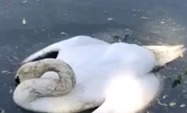 Пух и перья спалить! У массово погибших на юге Астраханской области лебедей выявили птичий грипп